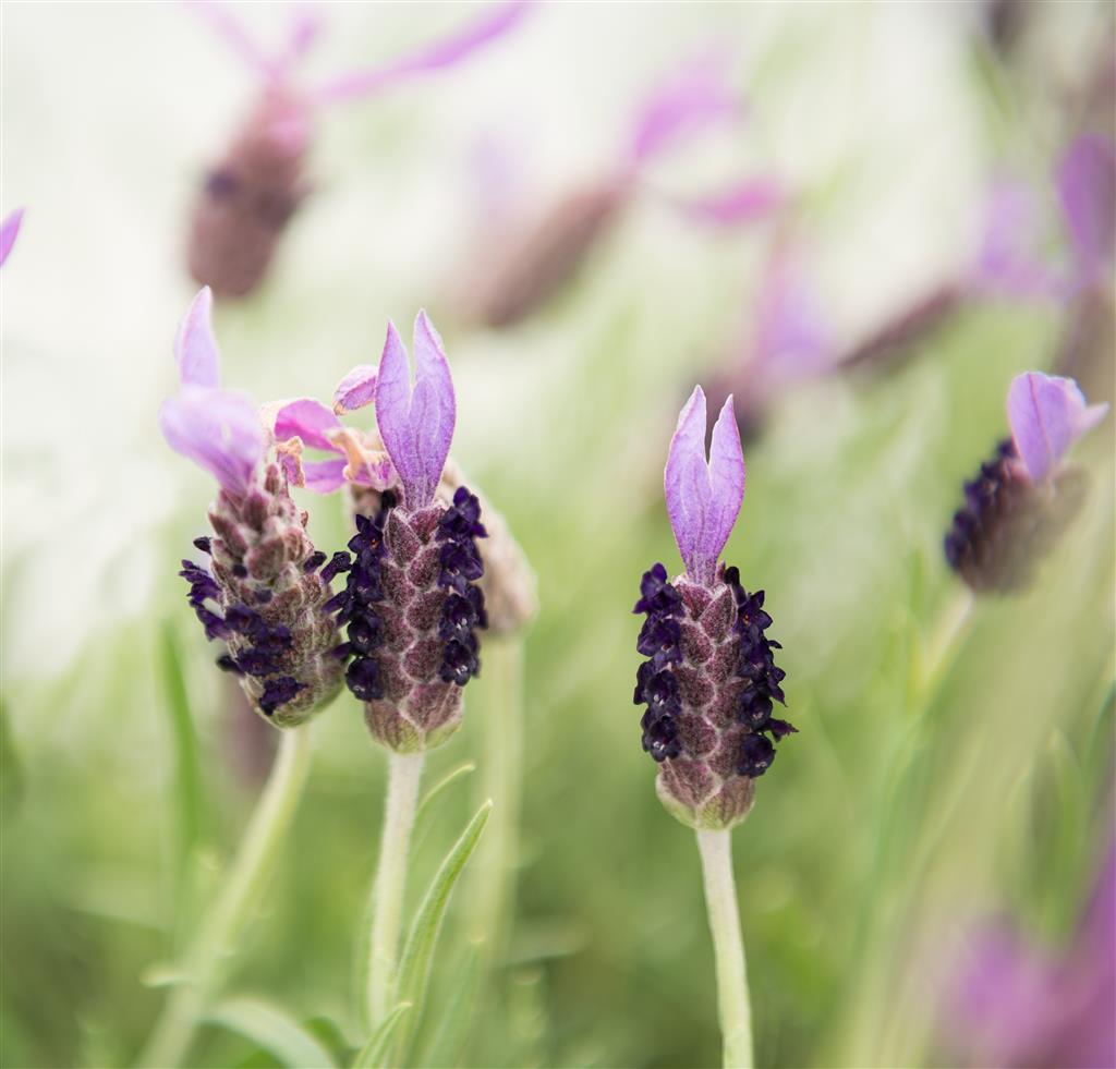 Lavanda Italiana