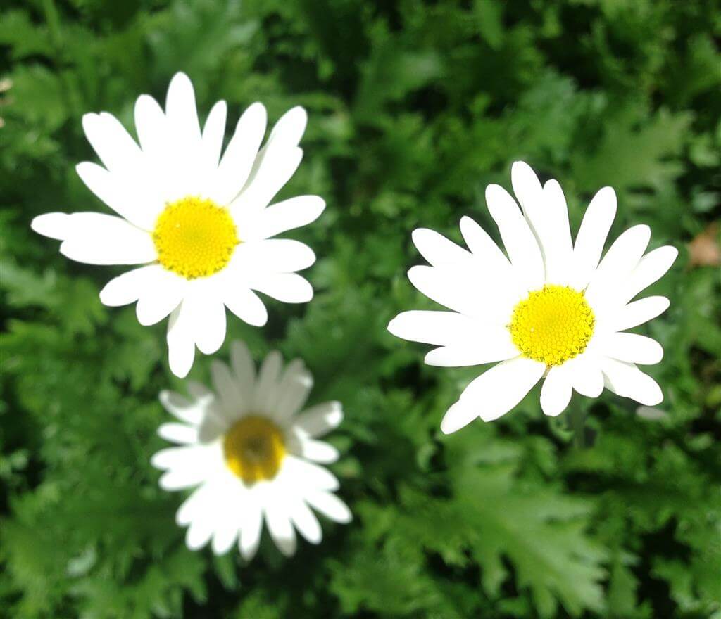 Country diary: delighted by daisies, Wild flowers