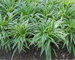 Mondo Grass Variegated - Ophiopogon japonicus ‘Variegata’