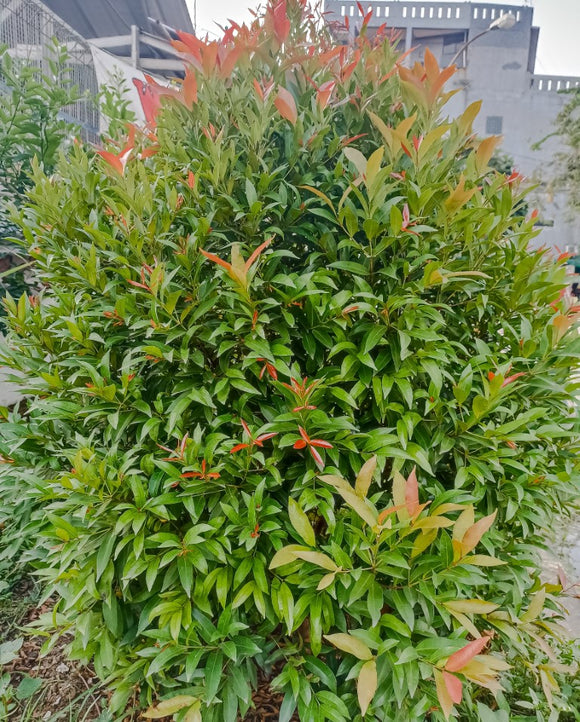 Water Gum 'Luscious' - Tristaniopsis laurina