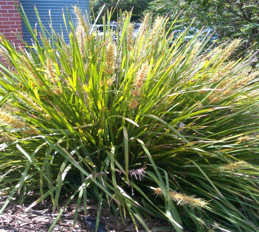 Mat Rush Lomandra - Longifolia