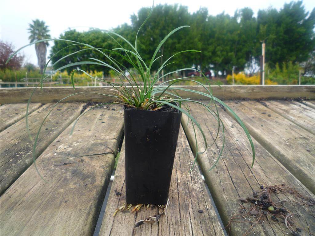 Mondo Grass - Ophiopogon Japonicus